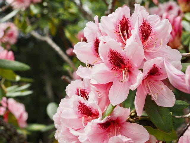 close-up picture of a Rhodie