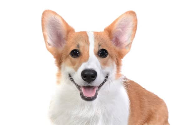 picture of a corgi