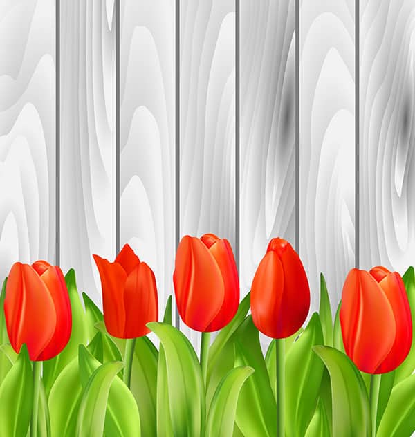 red tulips