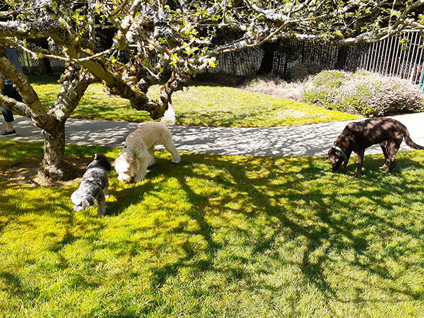 Dogs playing outside