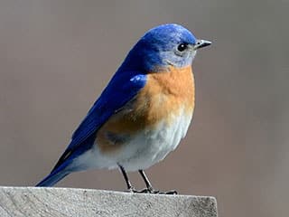 pretty blue bird