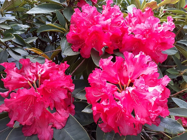 close up of flowers