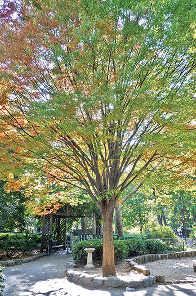 Japanese zelkova