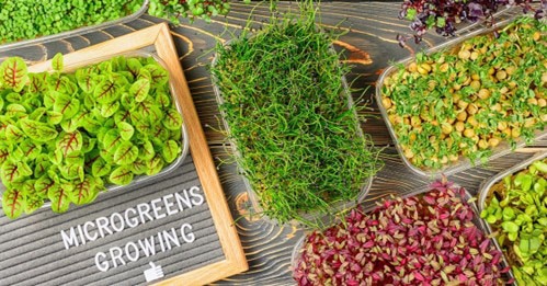 assortment of Microgreens