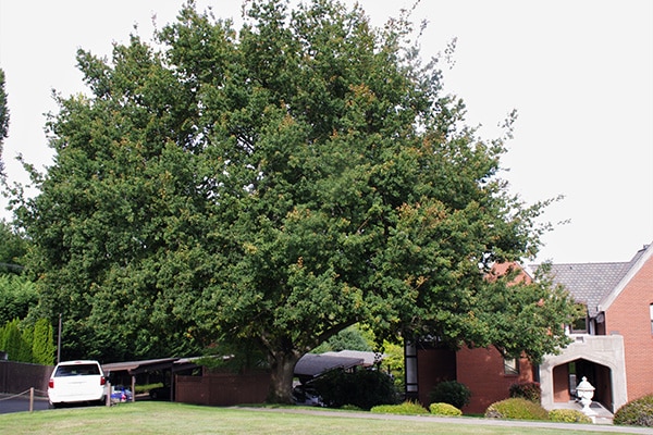 large oak tree