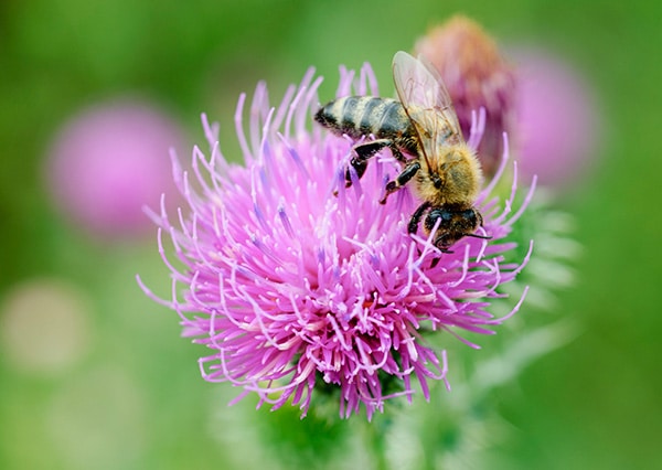 closeup of a bee resting on a thistle