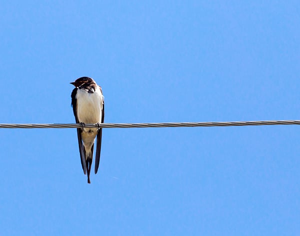 photo of a bird sitting on a wire