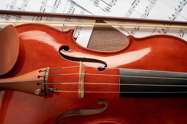 close up of a Viola