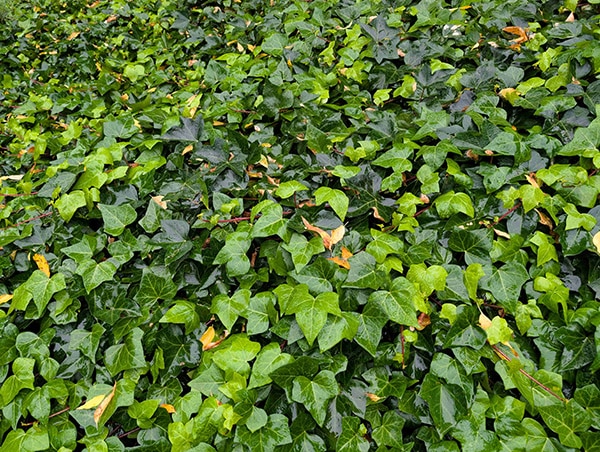 close up of ivy
